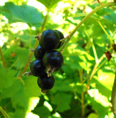 black currant1